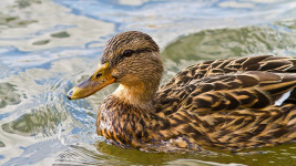 kachna duck-6675734 1280